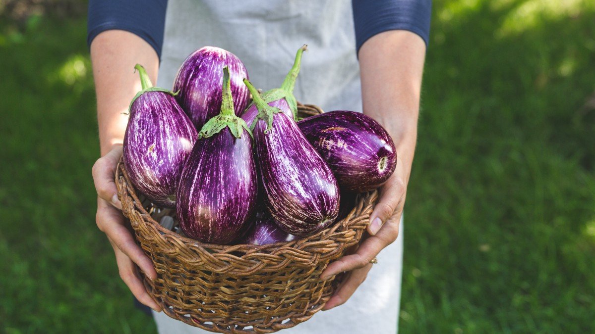 1817055659 eggplant melitzana jpg