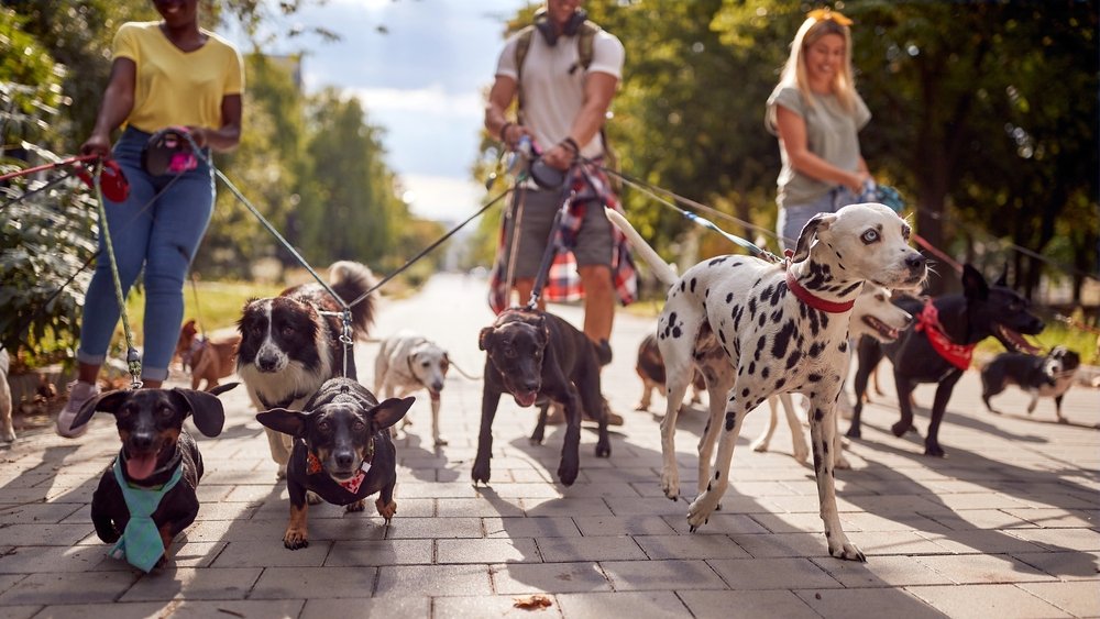 dog shutterstock 2051387972 jpg
