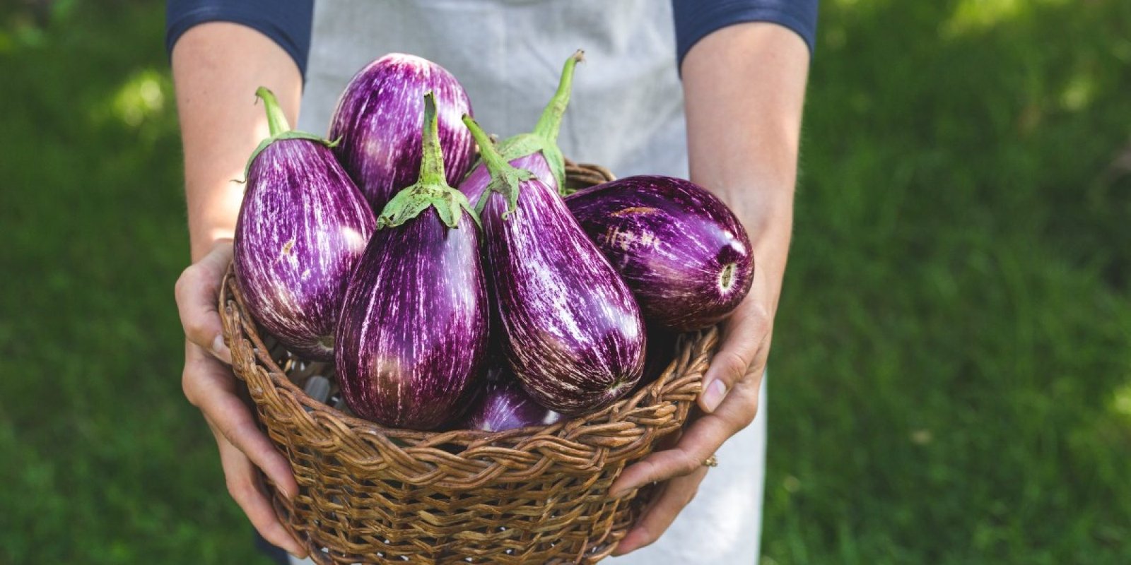 1817055659 eggplant melitzana jpg