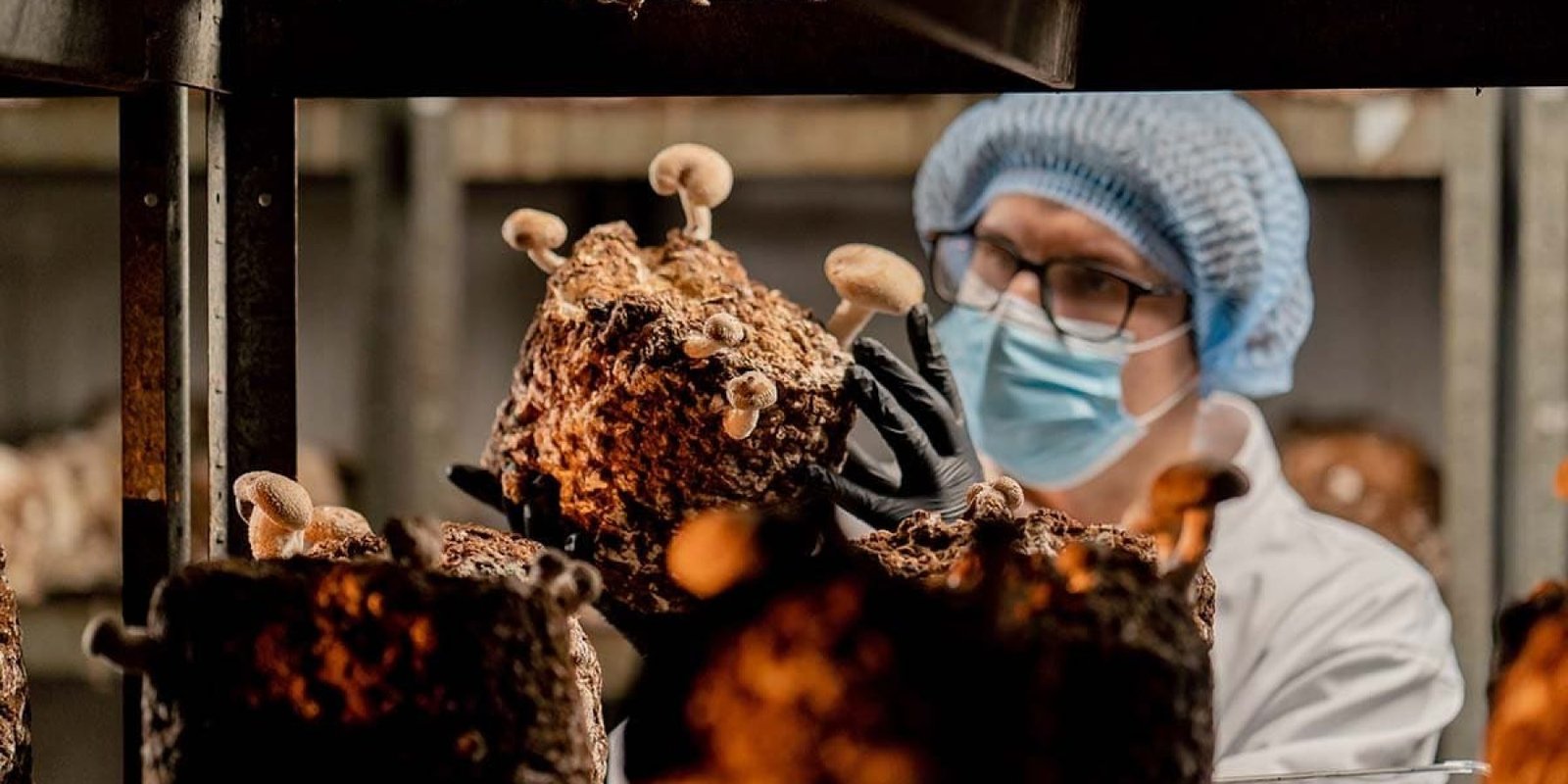 «4 Ισχυρά Μανιτάρια για Υγεία Εγκεφάλου: Αλτσχάιμερ & Πάρκινσον»