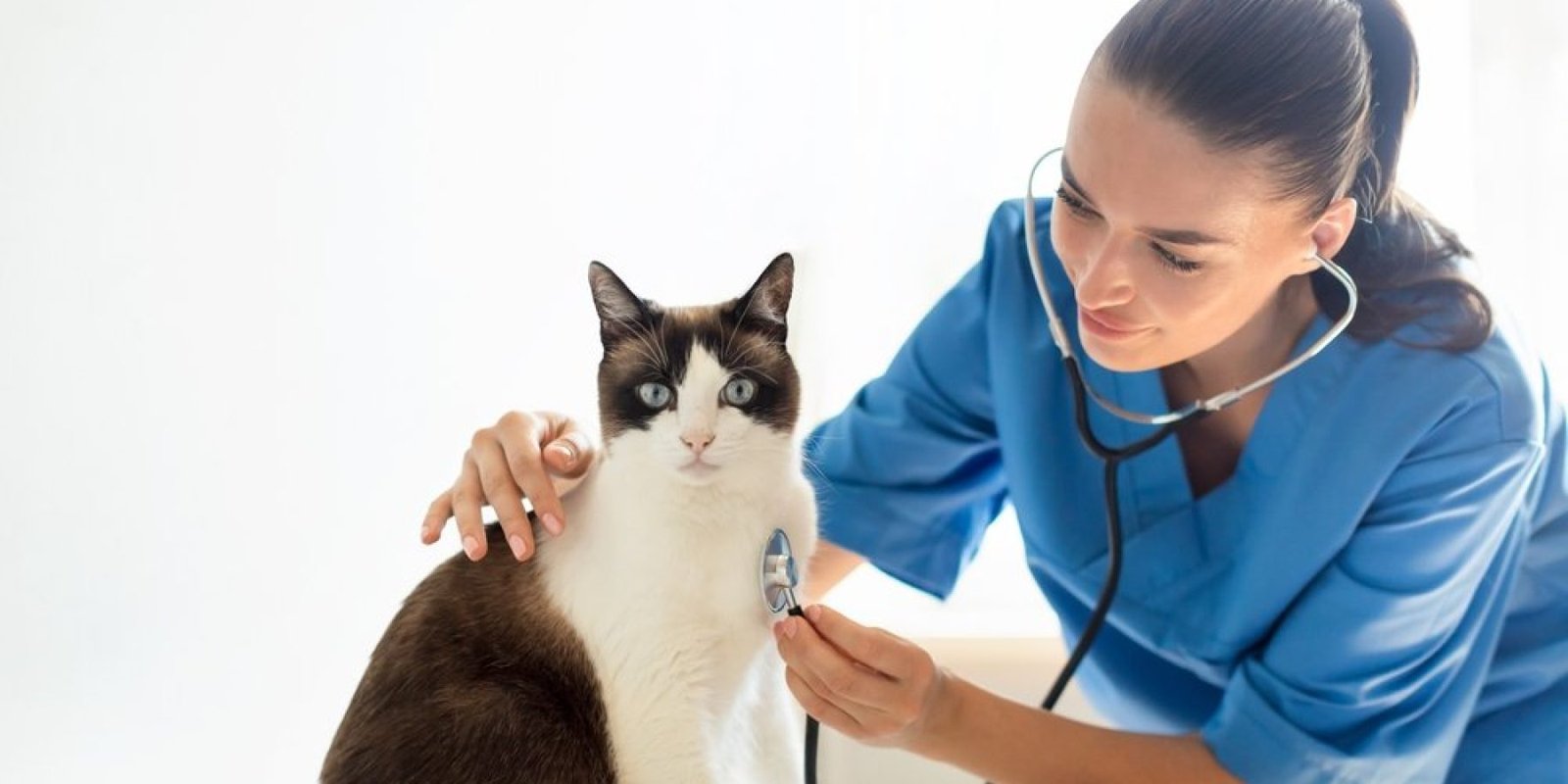cat vet shutterstock 2341311763 jpg