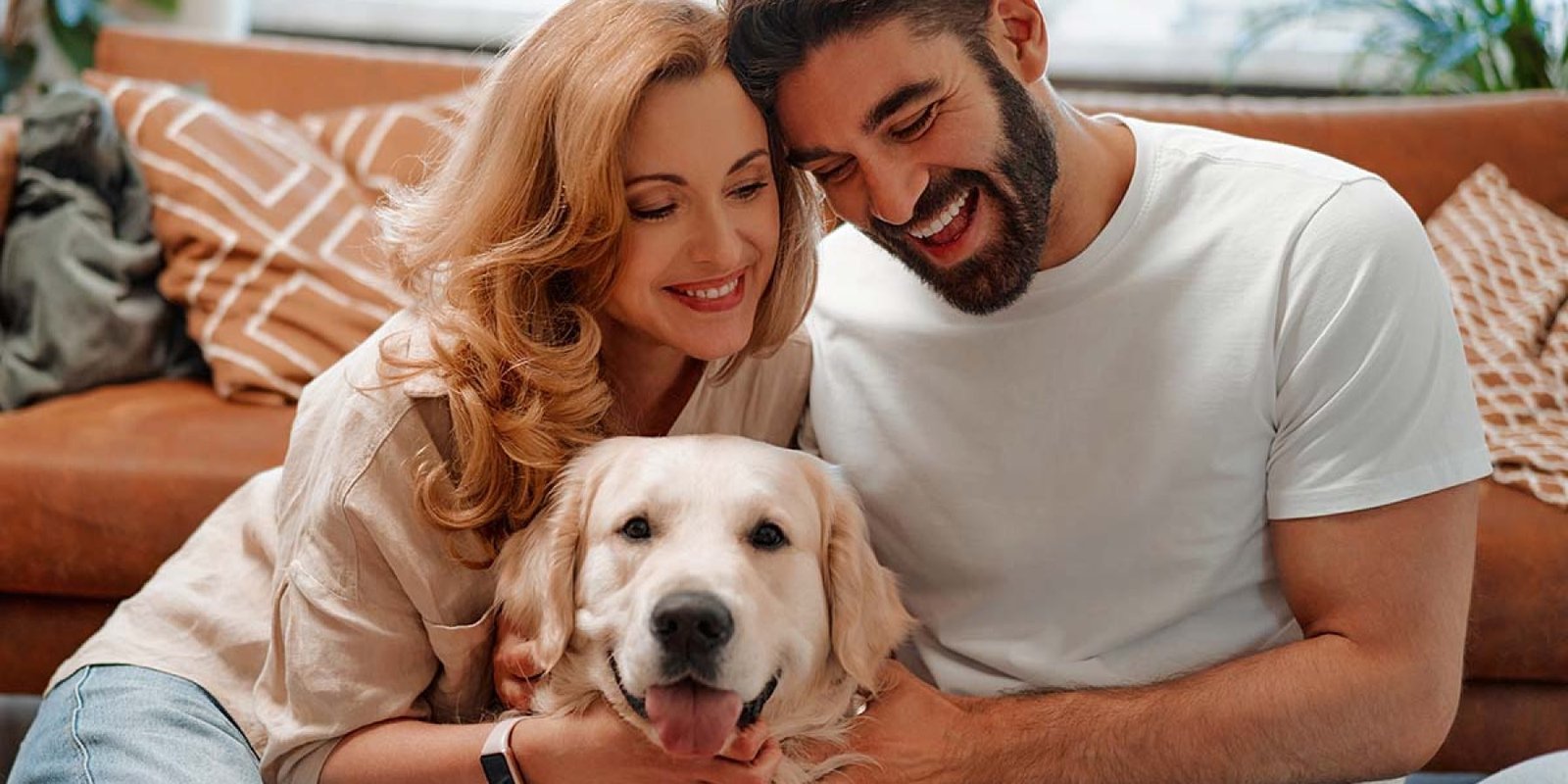 dog pet 2310375663 jpg