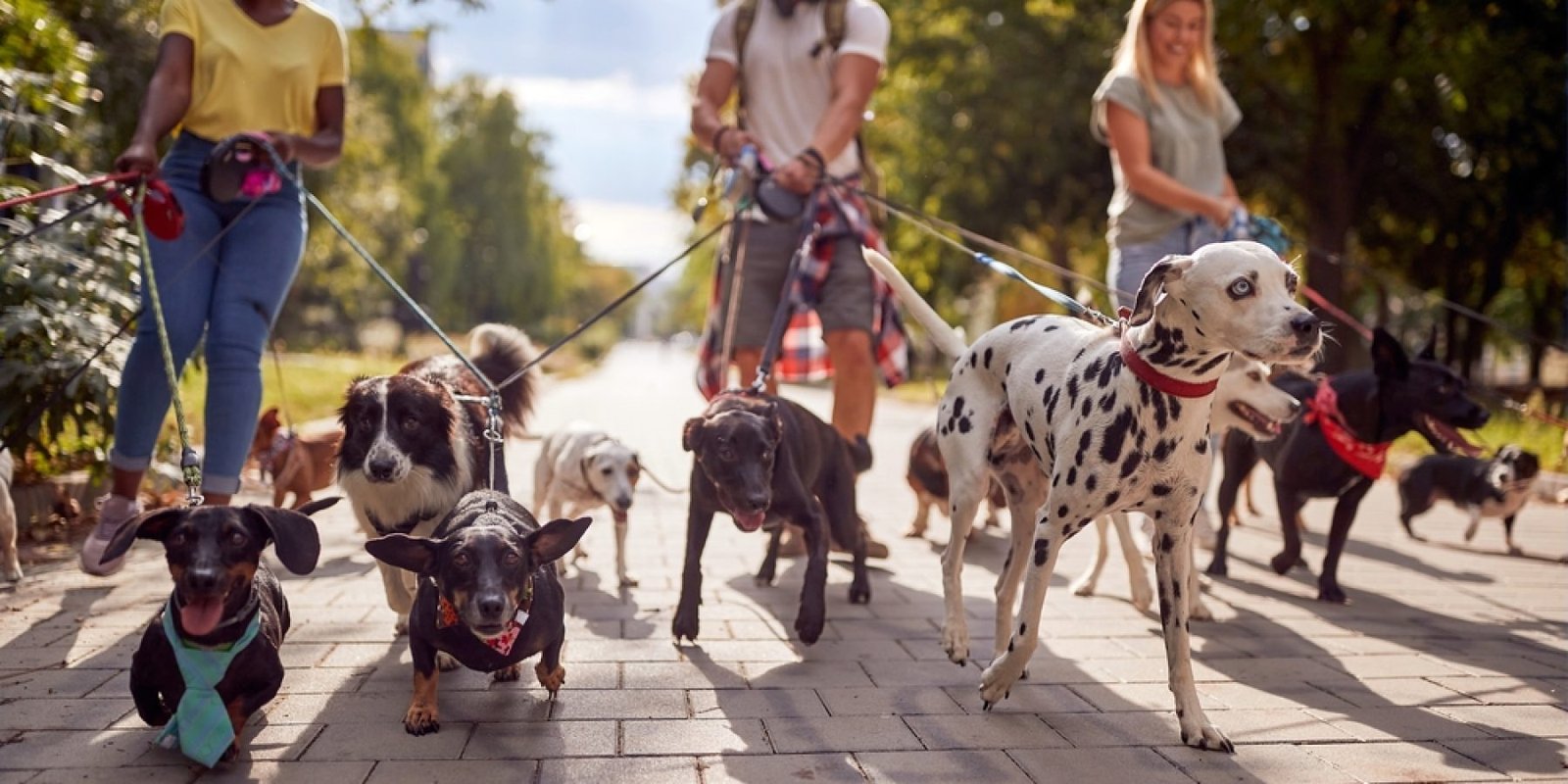 dog shutterstock 2051387972 jpg