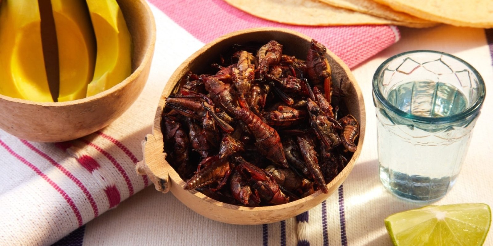 entoma insects shutterstock 2607964327 1 jpg