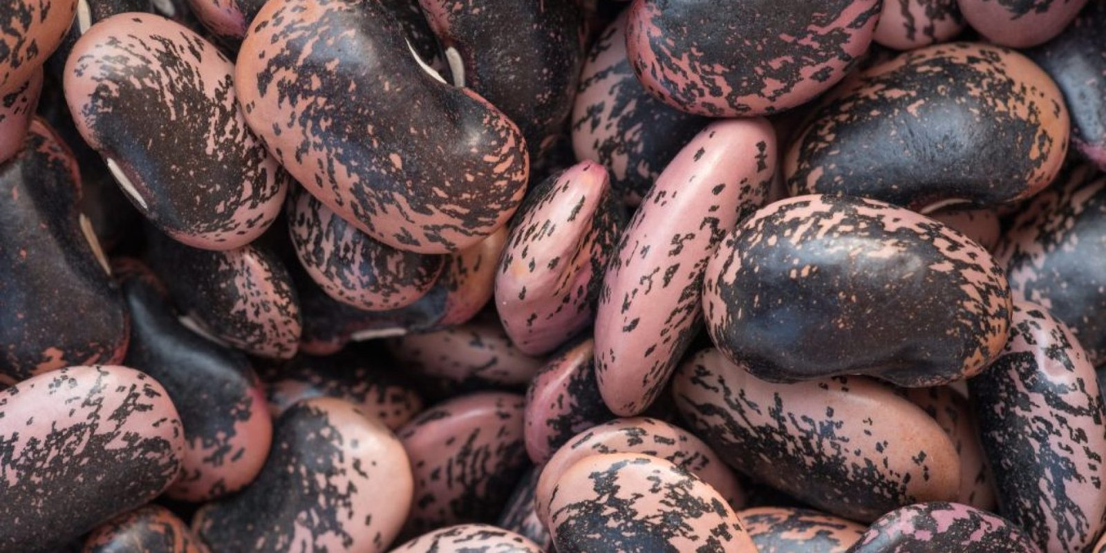 fasolia scarlet runner kardia antioxeidotiki 1024x683 jpg