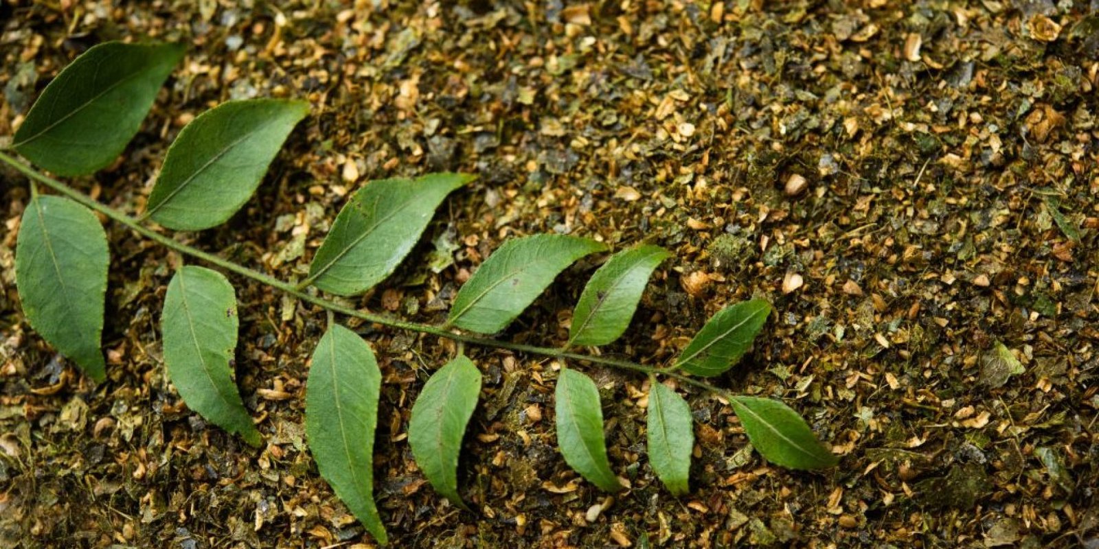 fylla kari neyroprostateytiki kardia 1024x683 jpg