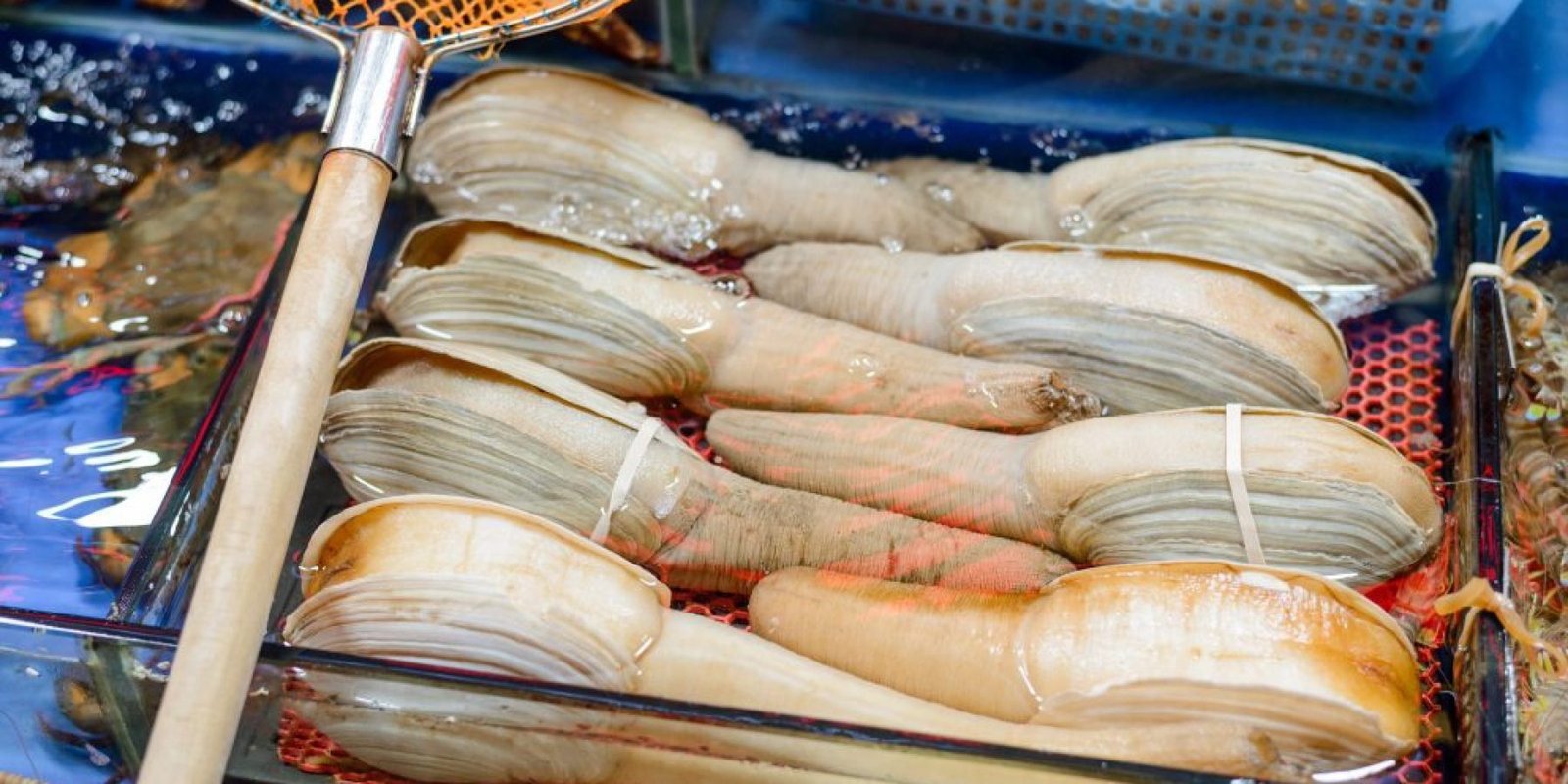 geoduck flegmoni kardia myalo myes 1024x683 jpg