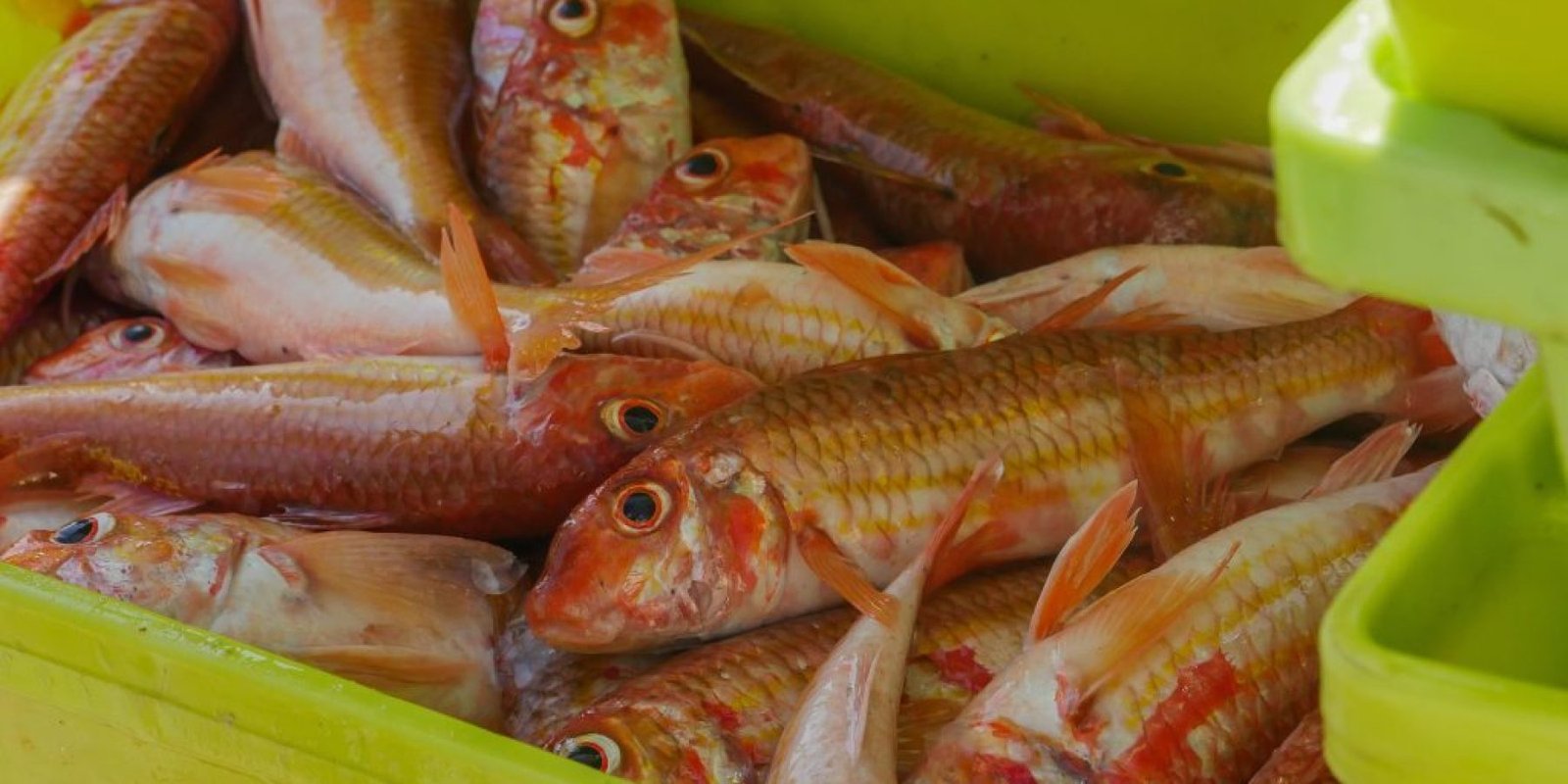 koytsomoyra kardiometavolika threptiko 1024x683 jpg