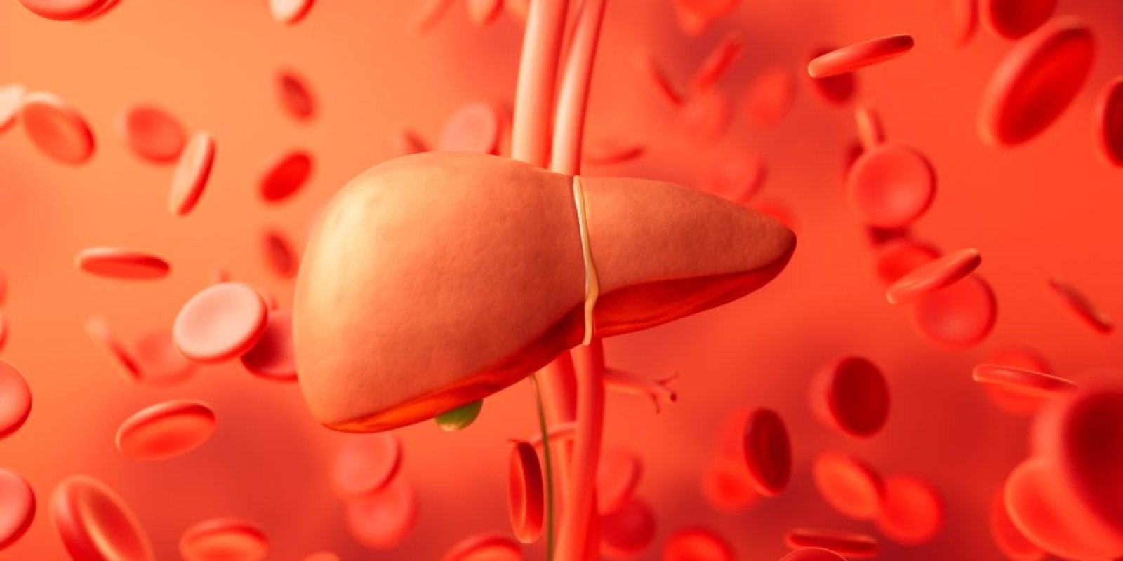 lipos sto sykoti trofes 1024x640 jpg