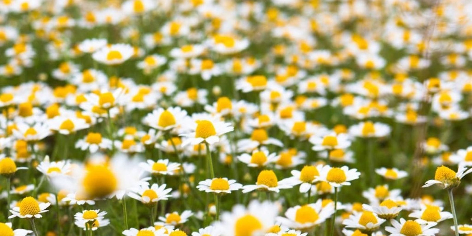 loyloydi theoy ra sakcharo stomachi ypno 1024x615 jpg