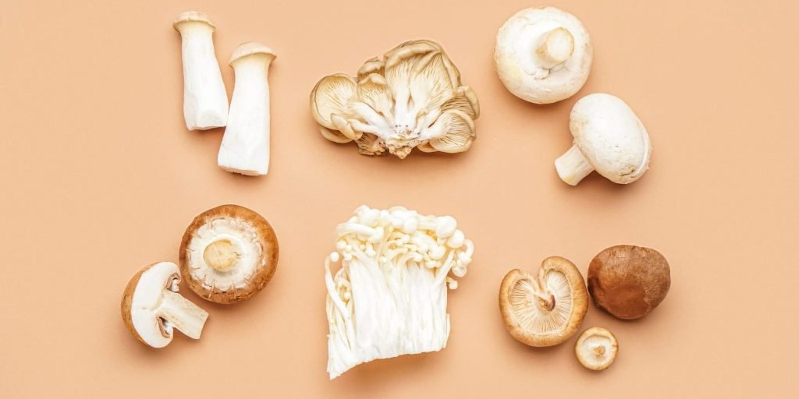 oysia manitaria epivradynei giransi 1024x682 jpg