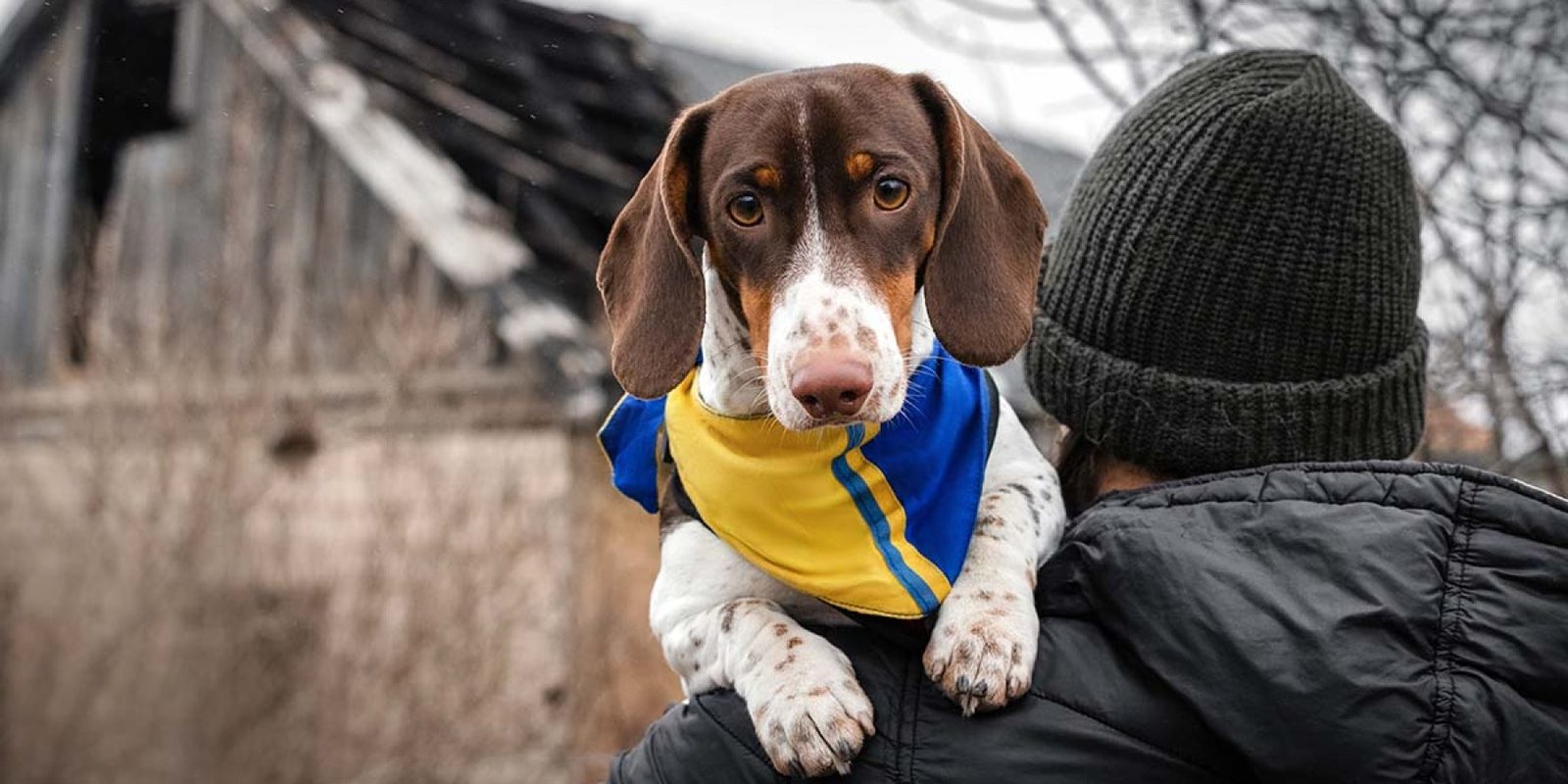 pet war 2266572411 jpg