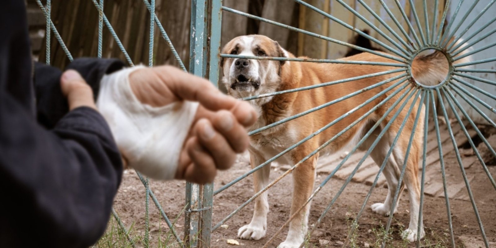 rabies lissa shutterstock 2352553181 jpg