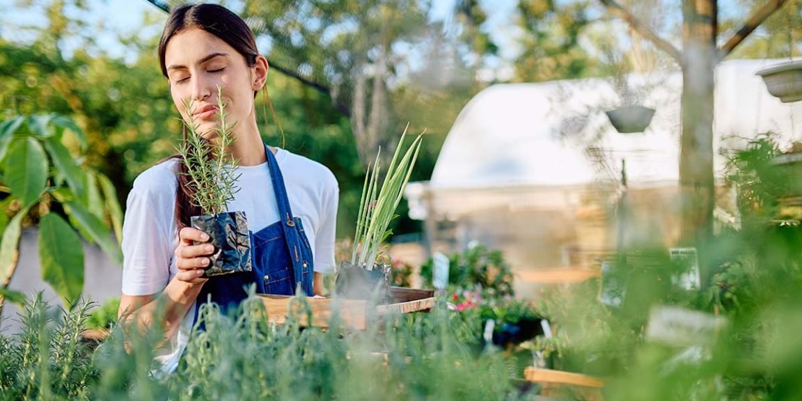 rosemary 2731588917 jpg