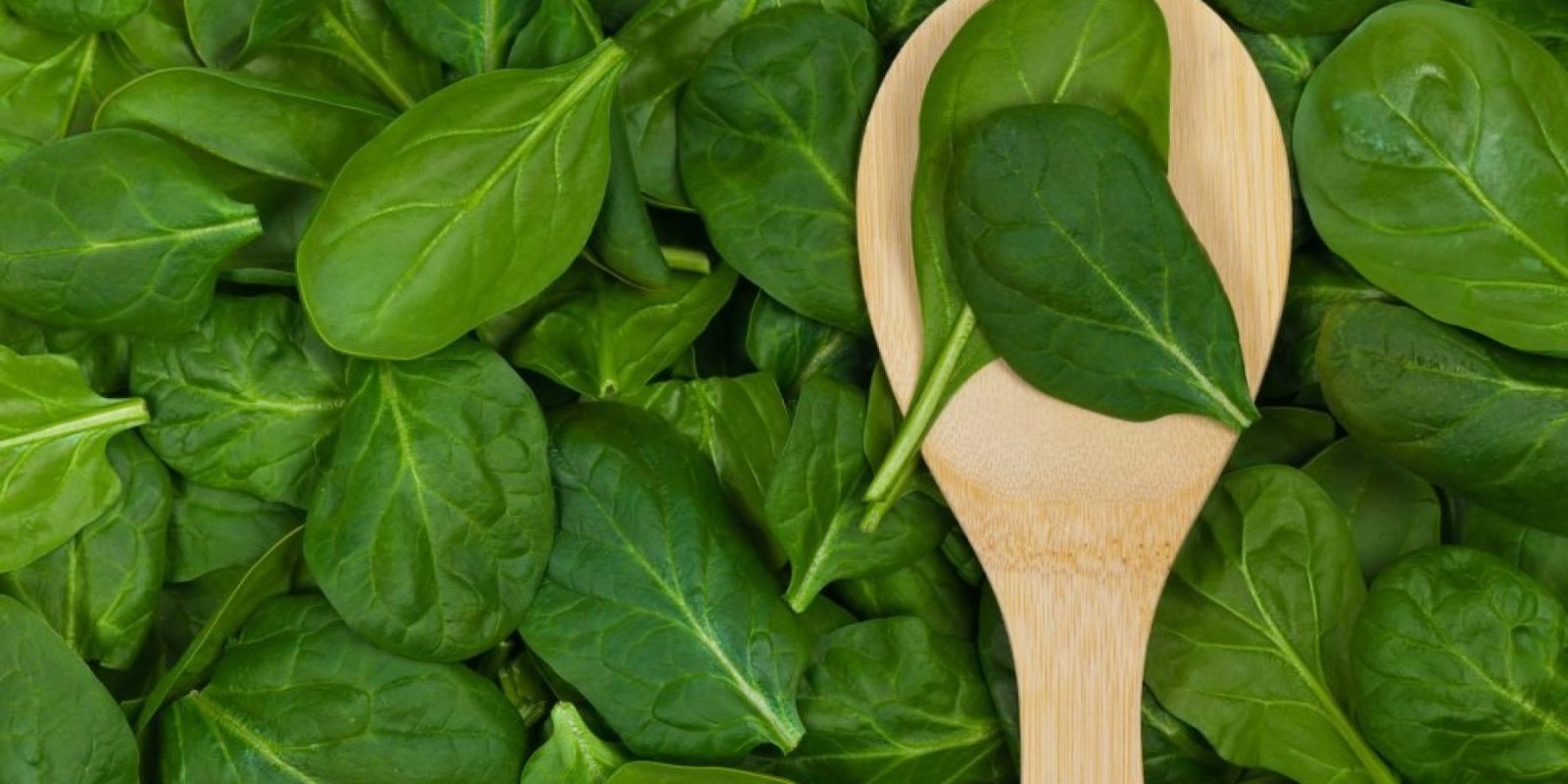 spanaki splaxniko lipos 1024x683 jpg