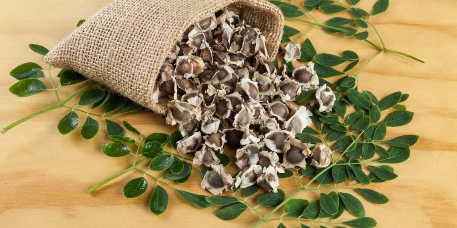 sporoi dendro zois emminopaysi egkefalo epidermida 1024x683 jpg