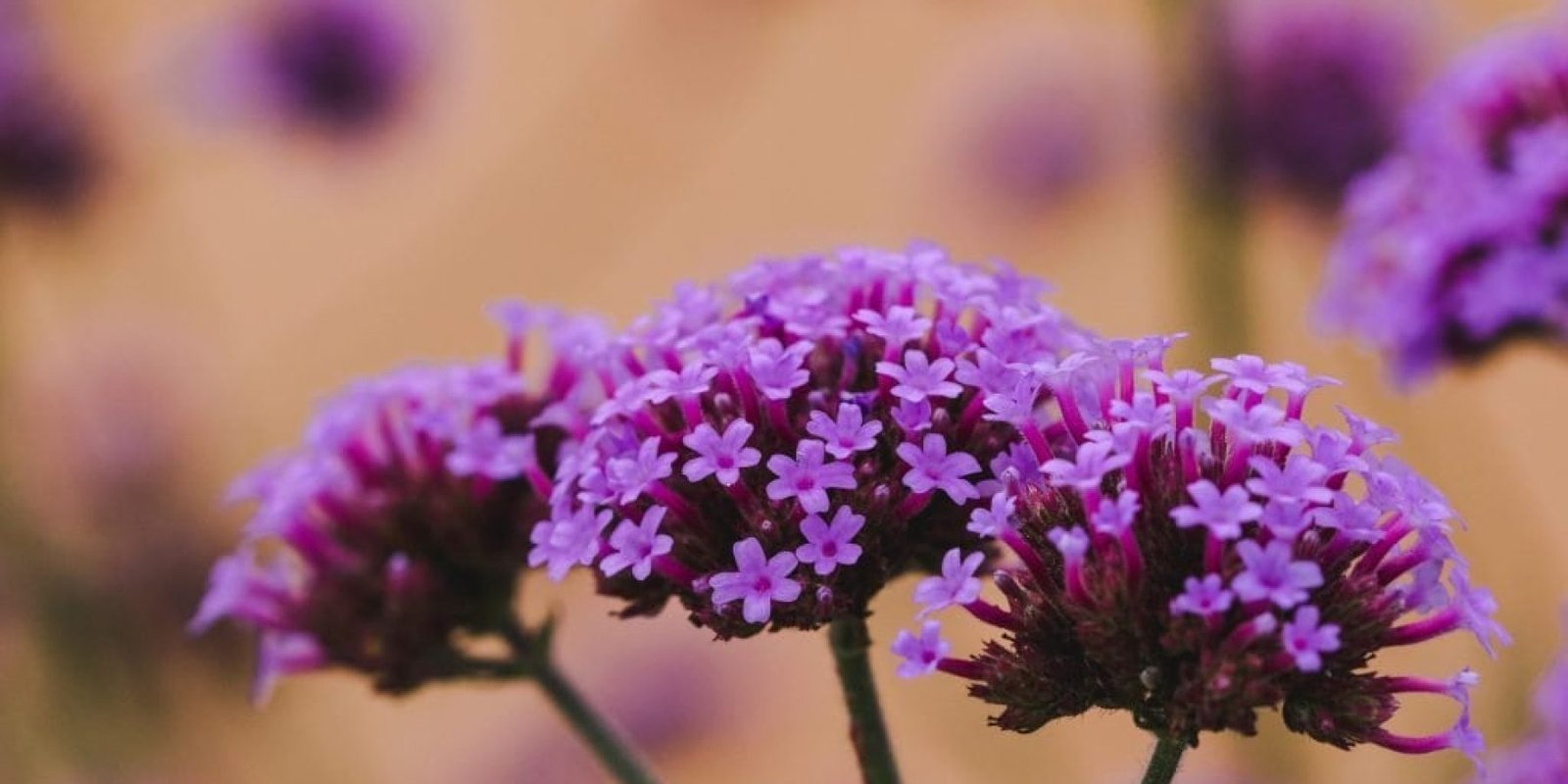 tychero aromatiko athlitiki apodosi flegmoni ypno 1024x683 jpg