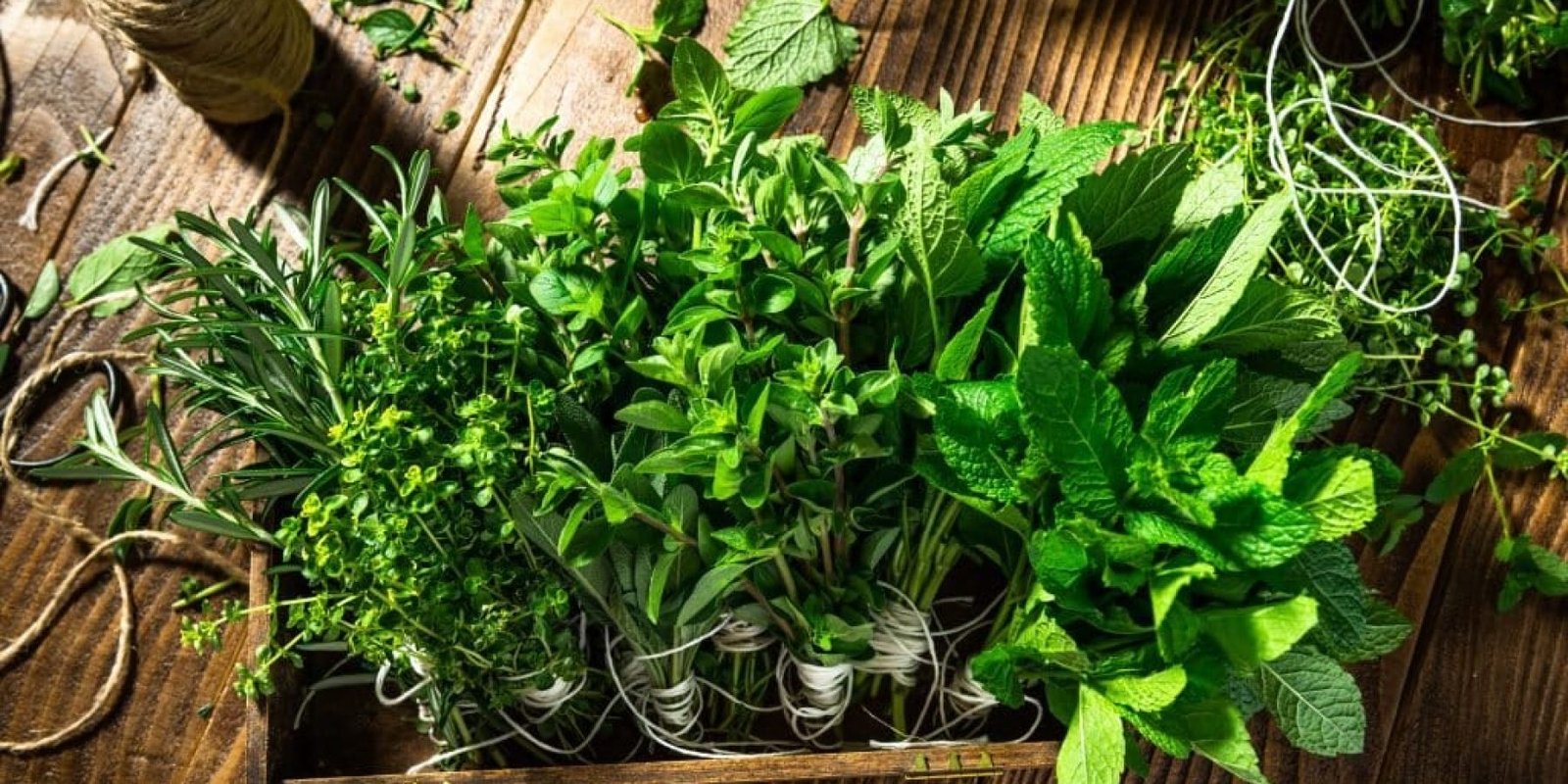 votano artemidos agchos sakcharo epilipsia 1024x683 jpg