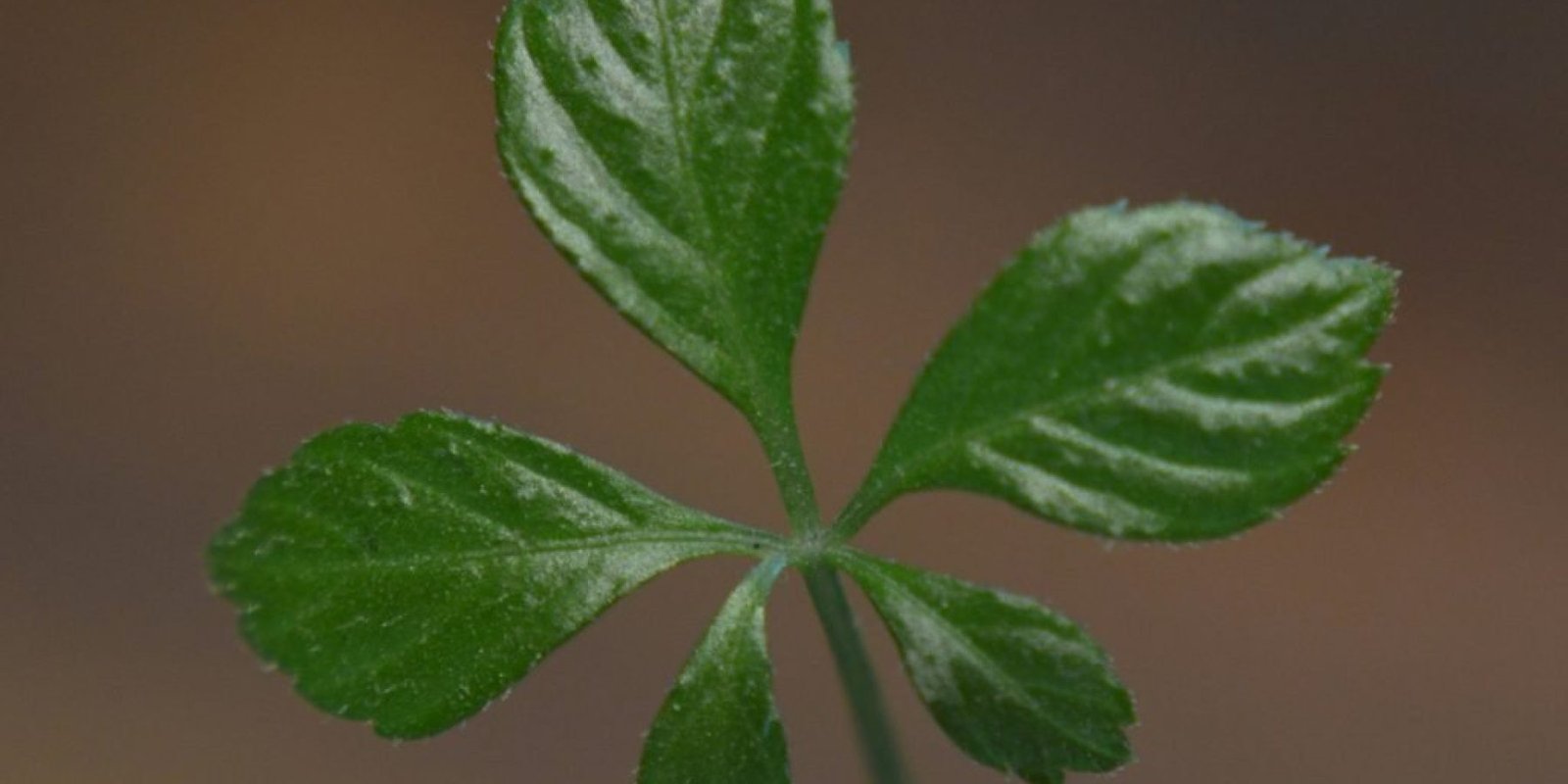 votano athanasias entero stress apoleia lipoys 1024x748 jpg