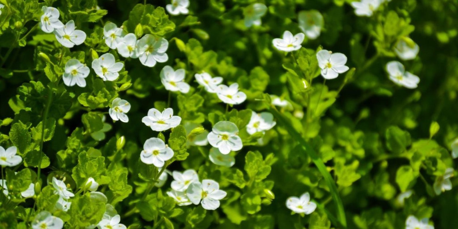 votano dimioyrgoy stres egkefalo 1024x683 jpg