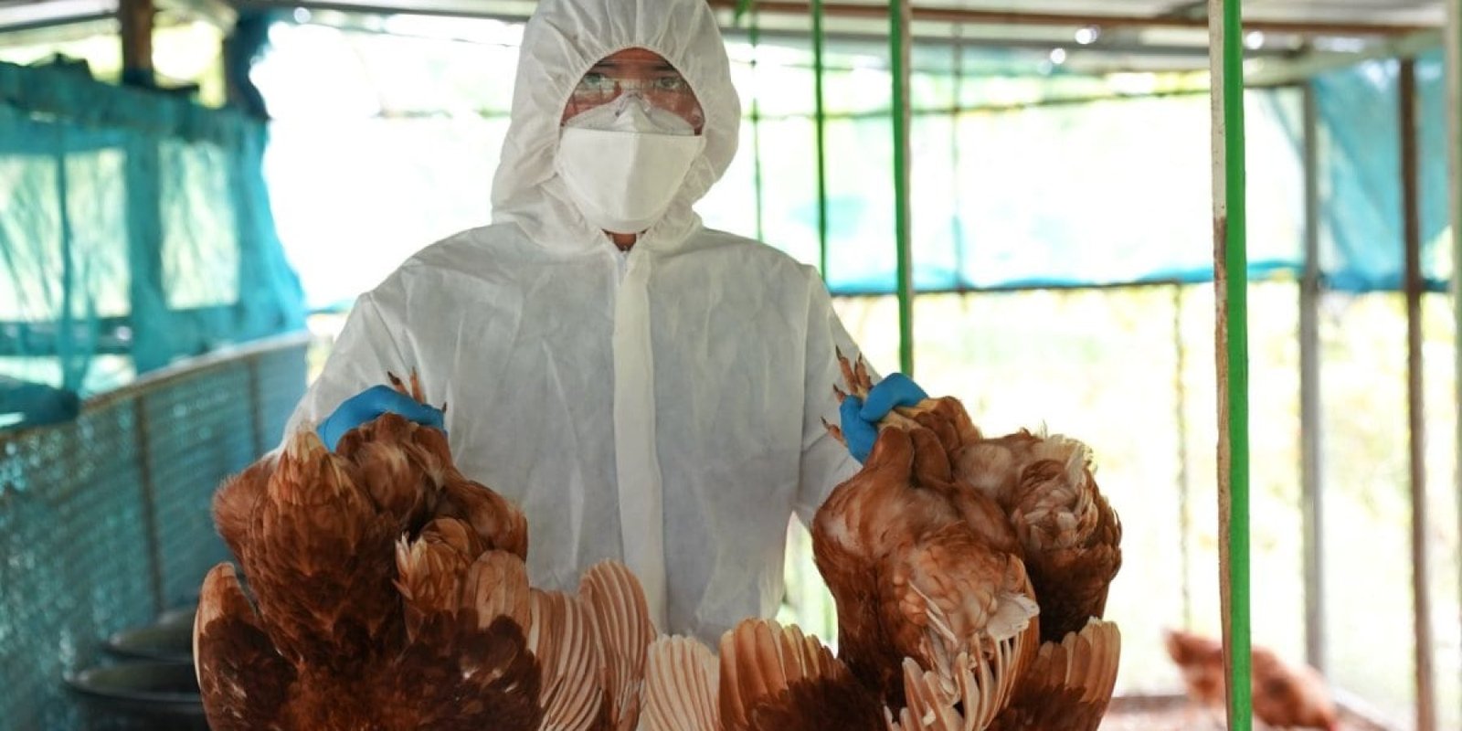 Γρίπη των Πτηνών Χαμηλός Κίνδυνος για το Δημόσιο Αλλά Τι