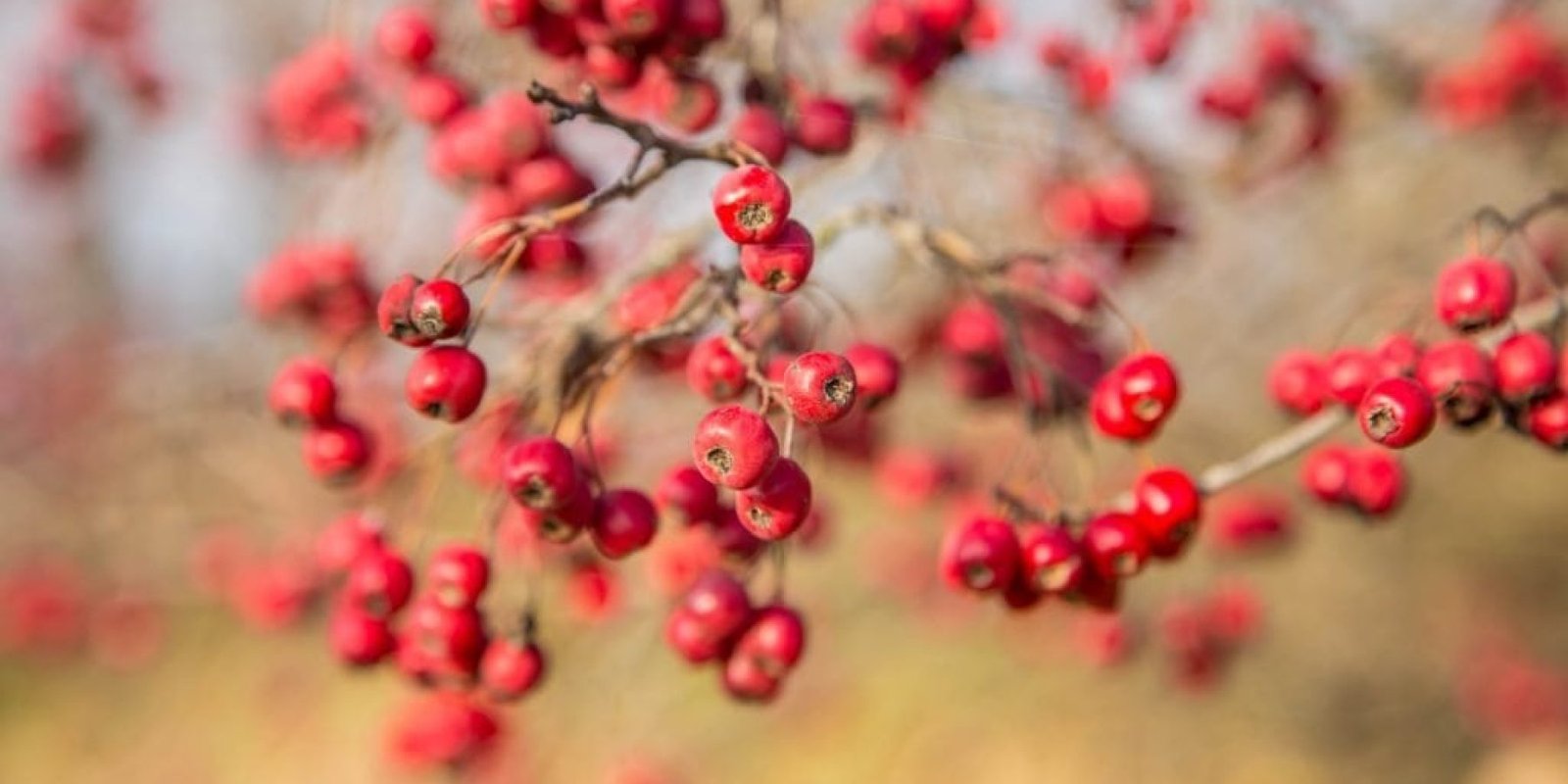 «Φρούτο που προστατεύει την καρδιά και ρυθμίζει υγεία»