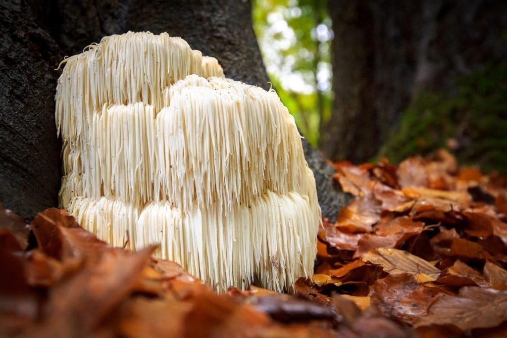 exypna manitaria egefalo kardia karkino 1024x683 jpg