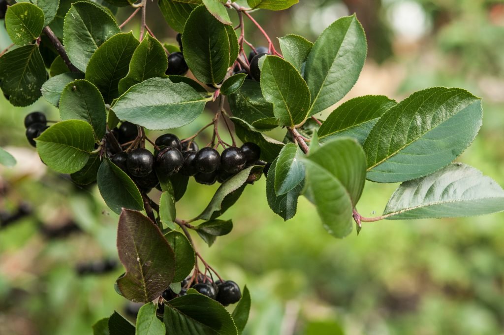 mayros chrysos sakcharo piesi 1024x680 jpg