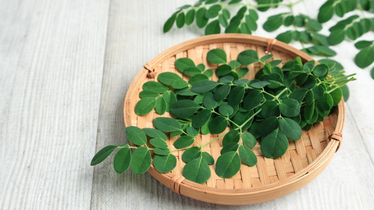 moringa jpg