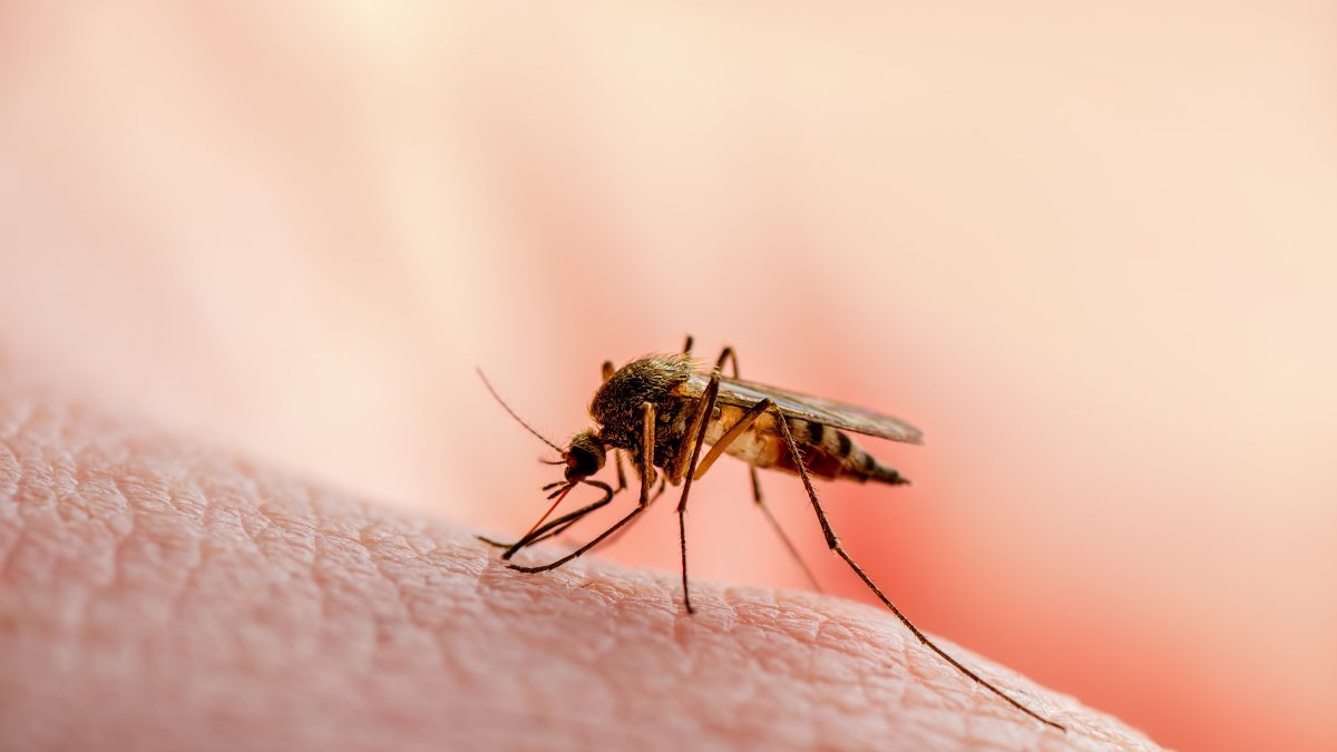 mosquito kounoupi 1483138139 jpg