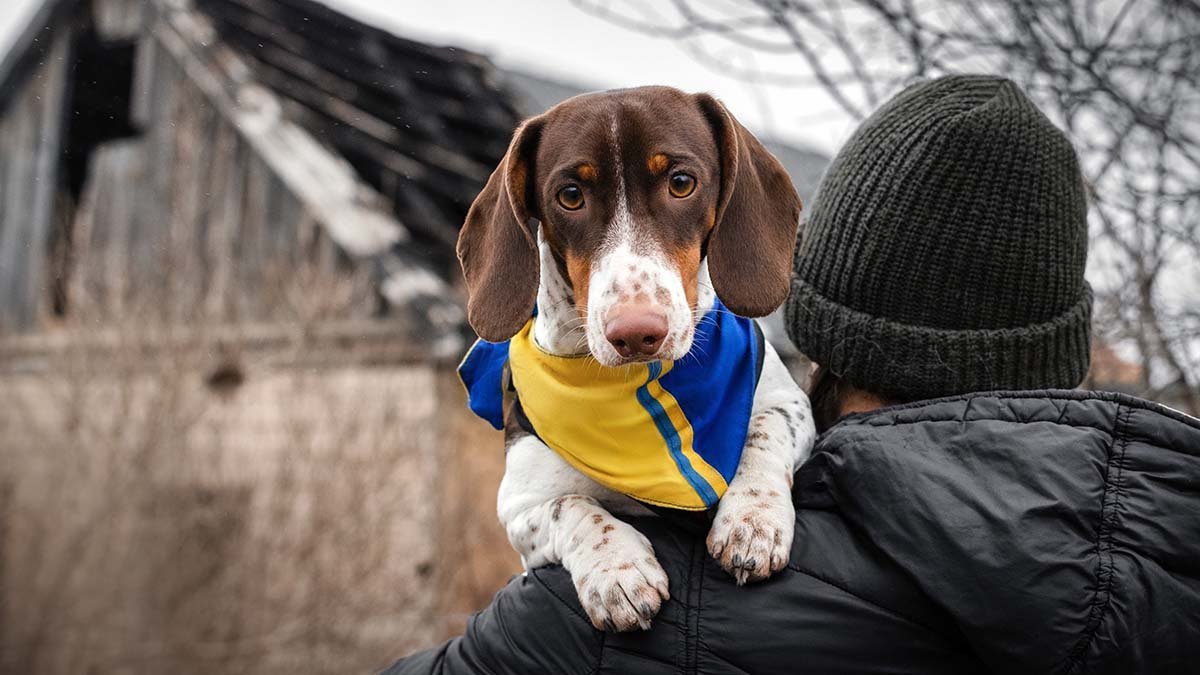 pet war 2266572411 jpg