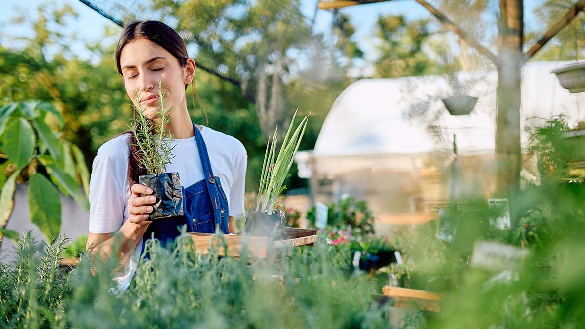 rosemary 2731588917 jpg